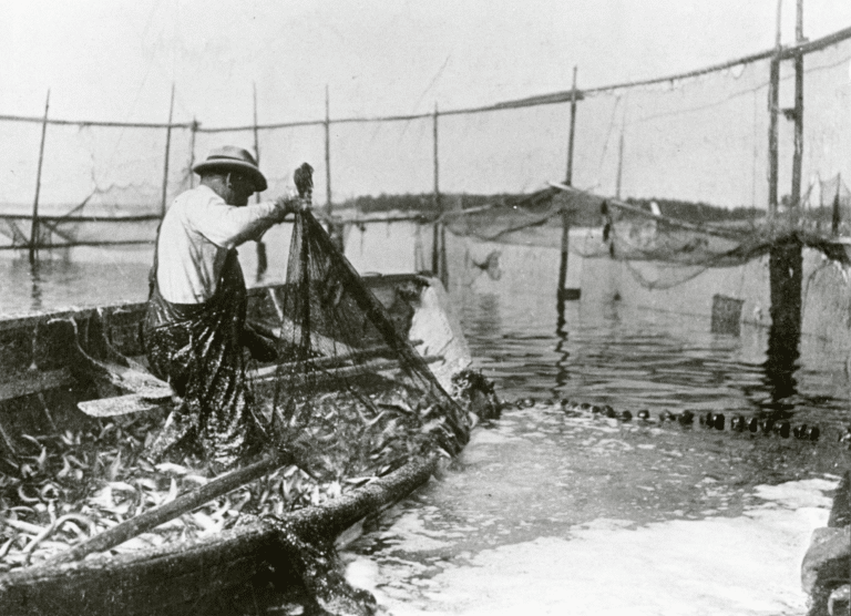 Fisherman in a small boat hauling a net beside a larger fishing net